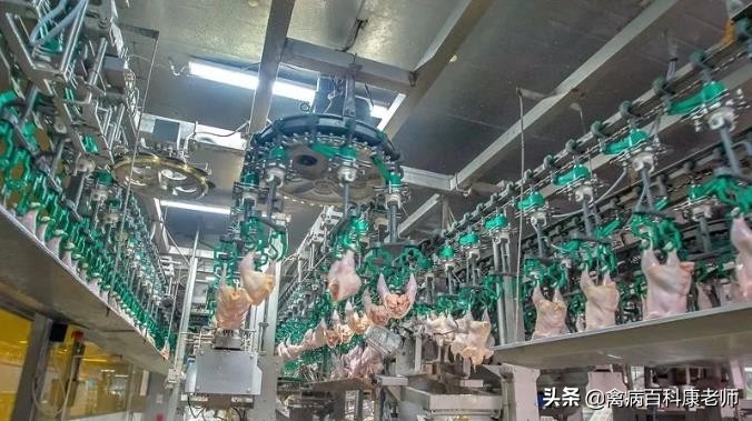 今年我国普遍养殖户的鸡卖不出去！为何国家还