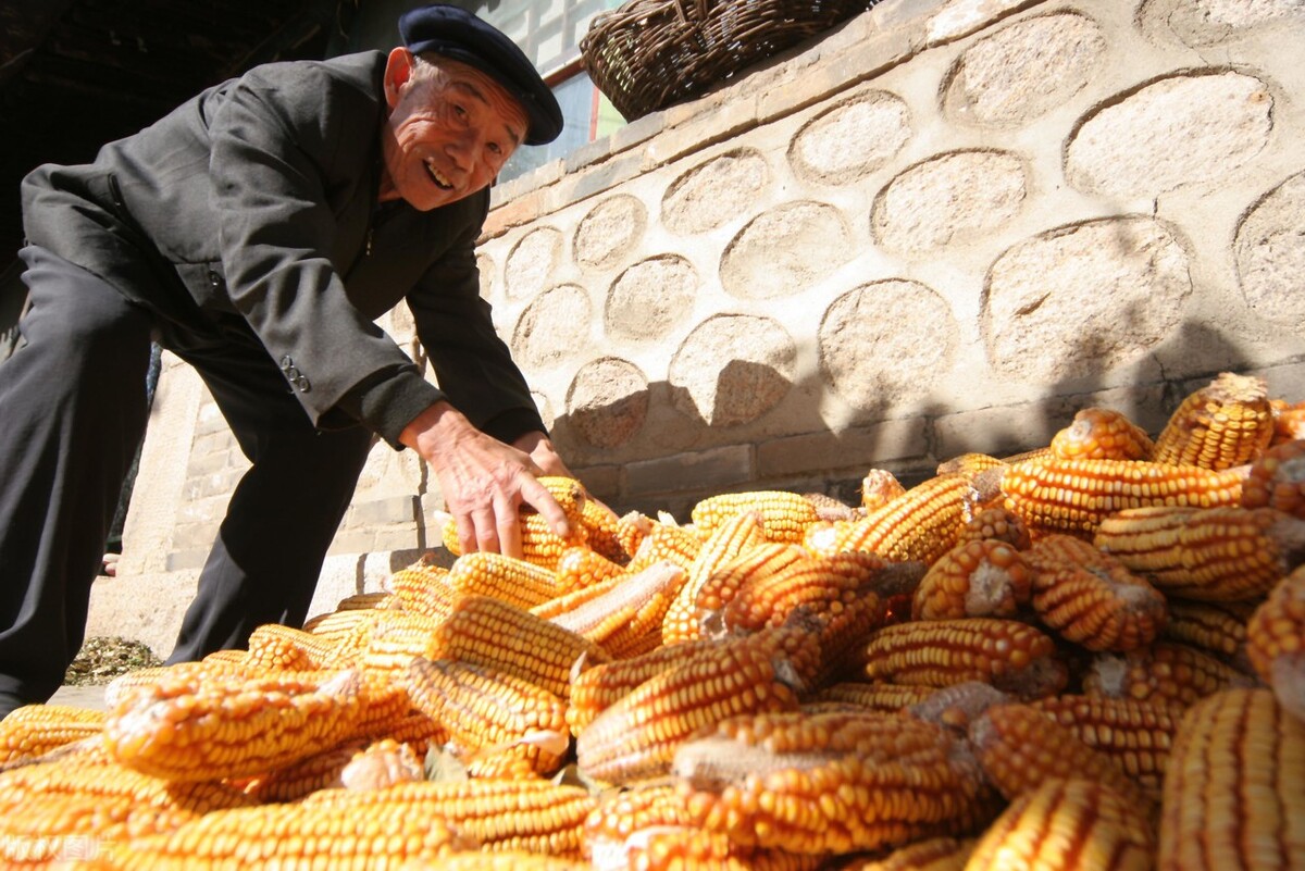 玉米杀了个“回马枪”，梦碎1.5元，3个坏消息，