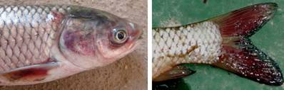常见疑难杂症综合性鱼病：集多症状于一身的鱼类败血症的防控治疗