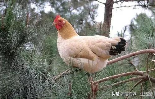 广东最好吃的十种鸡