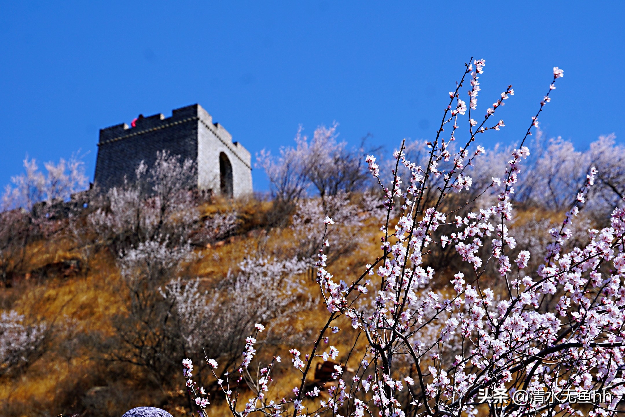 九龙峡，谁把桃花移画中