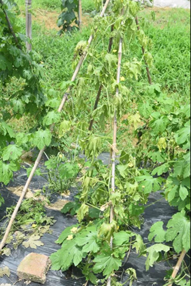 蔬菜生产常见问题及解决办法手册，看到就是赚