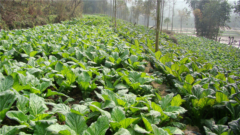 牛华芽菜产业定向帮扶贫，乐山芽菜发展示范基地