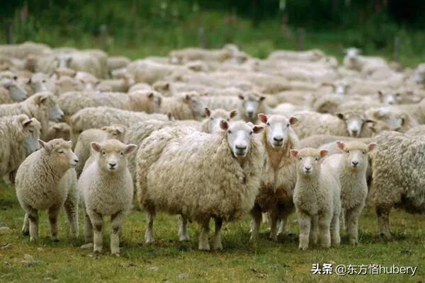 美国如何剪世界人民的羊毛？为什么美国剪不动中国呢？
