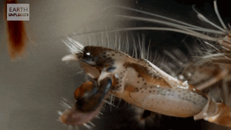 长着“发射器”的虾，能发射出5000度的高温，它是如何做到的