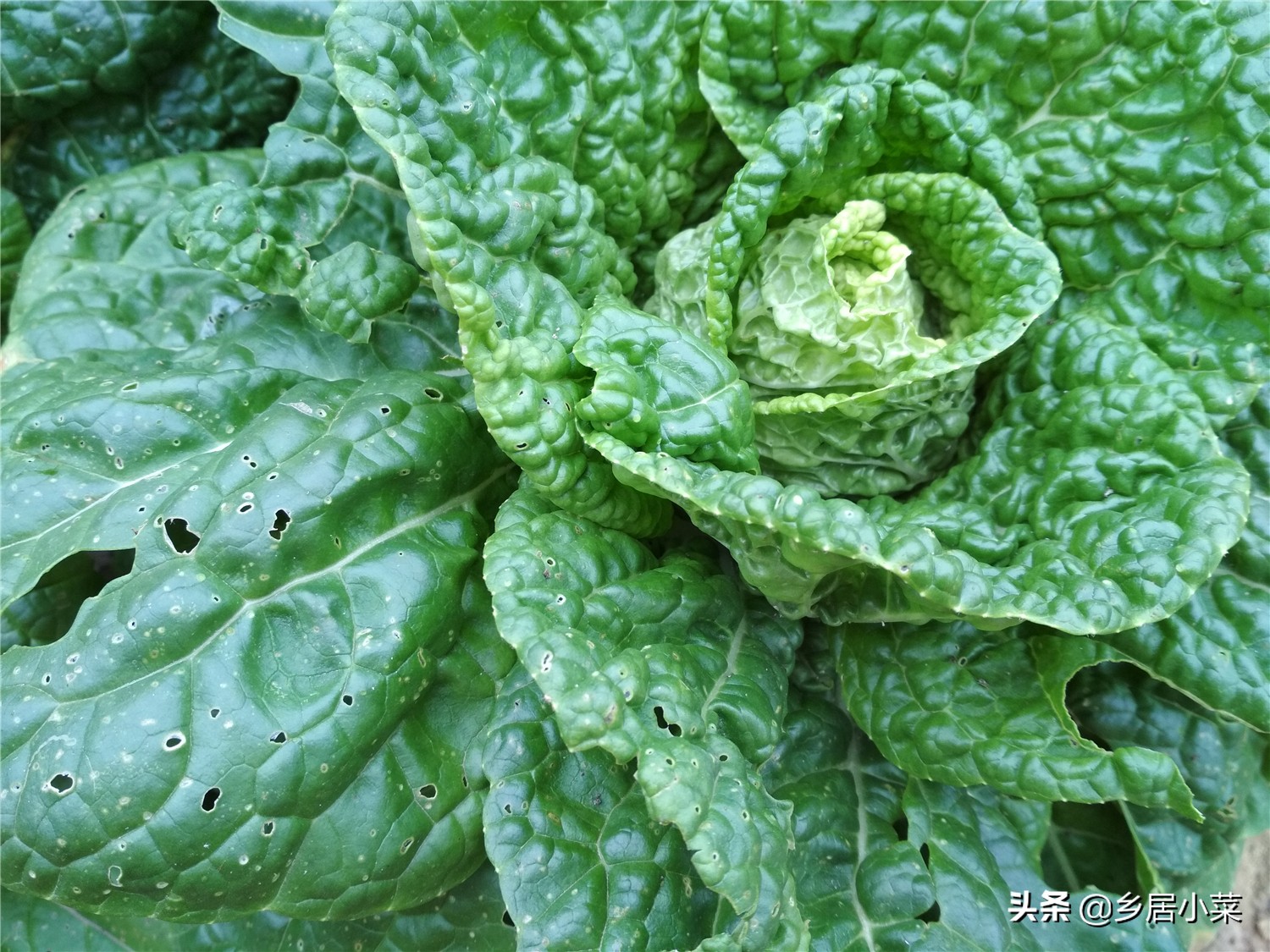 冬季适合种什么蔬菜冷热变化大别忽视害虫种不易遭虫的蔬菜