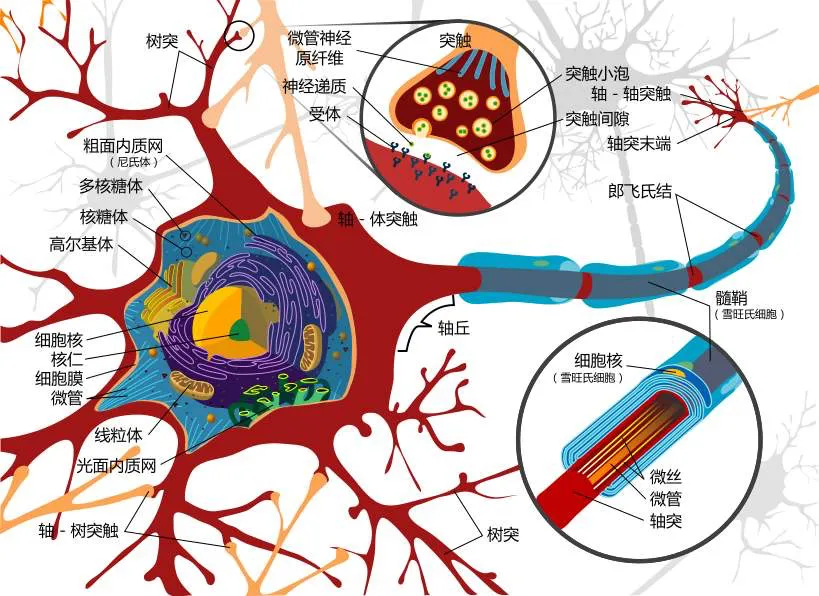 头被砍掉的一瞬间，是头觉得肉身掉了，还是身体觉得头断了？