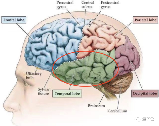 “好像在哪見過你”現(xiàn)在有了科學(xué)解釋，一群腦細胞幫你回憶那張臉