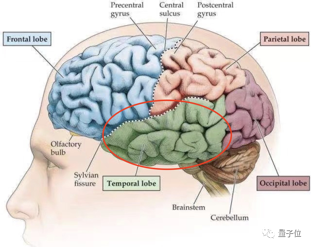 “好像在哪见过你”现在有了科学解释，一群脑细胞帮你回忆那张脸