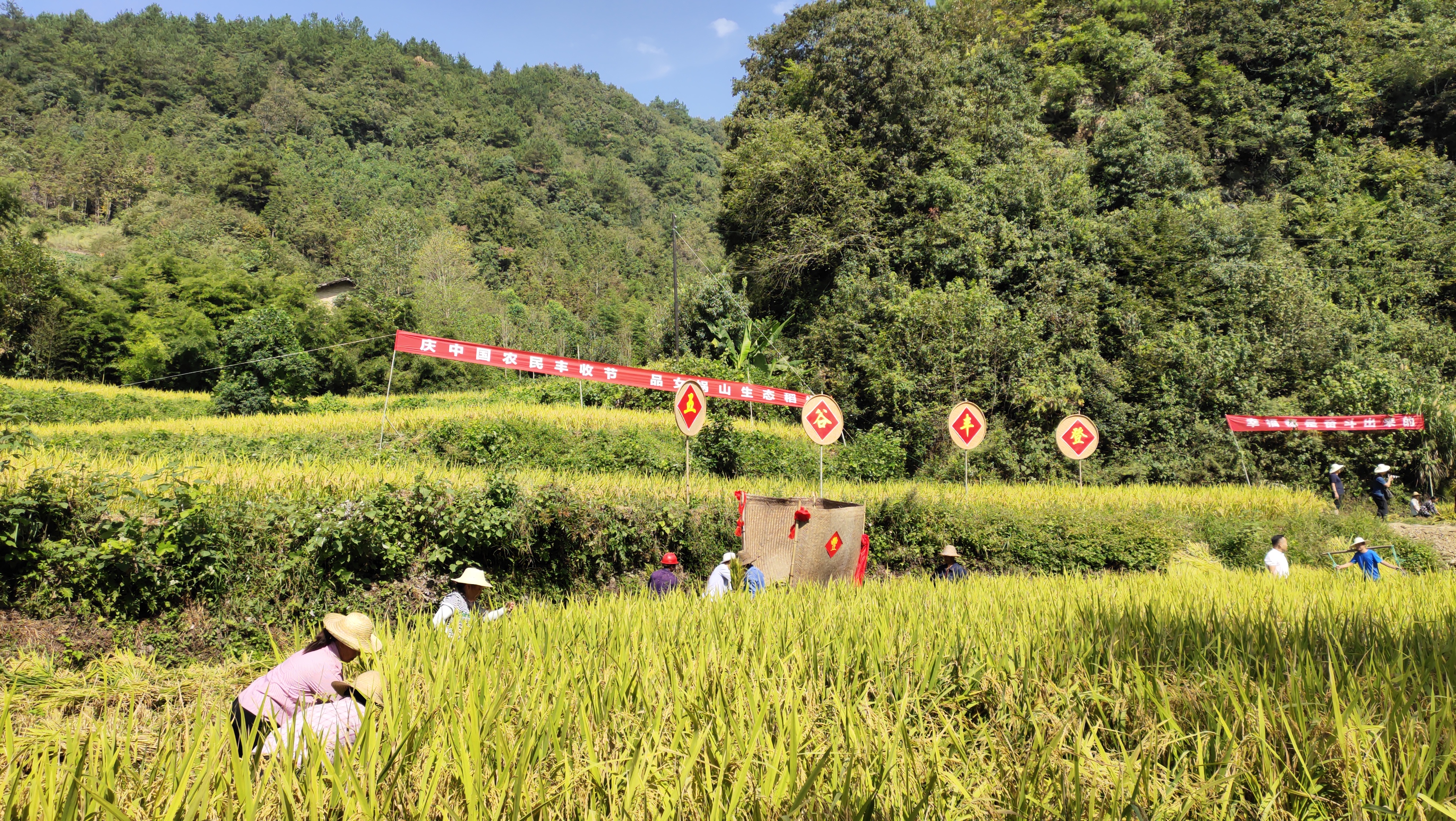 满田尽是黄金甲安康平利女娲山生态水稻开镰收割