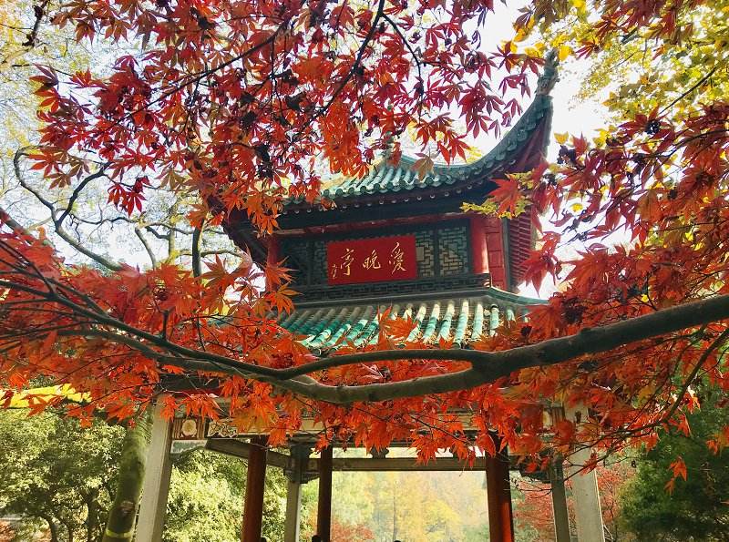 大美中国开启秋日幸福游，这些最适合赏枫叶的地方，你去过几个？