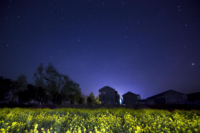 靜謐的夜色中，看花與星空的對話