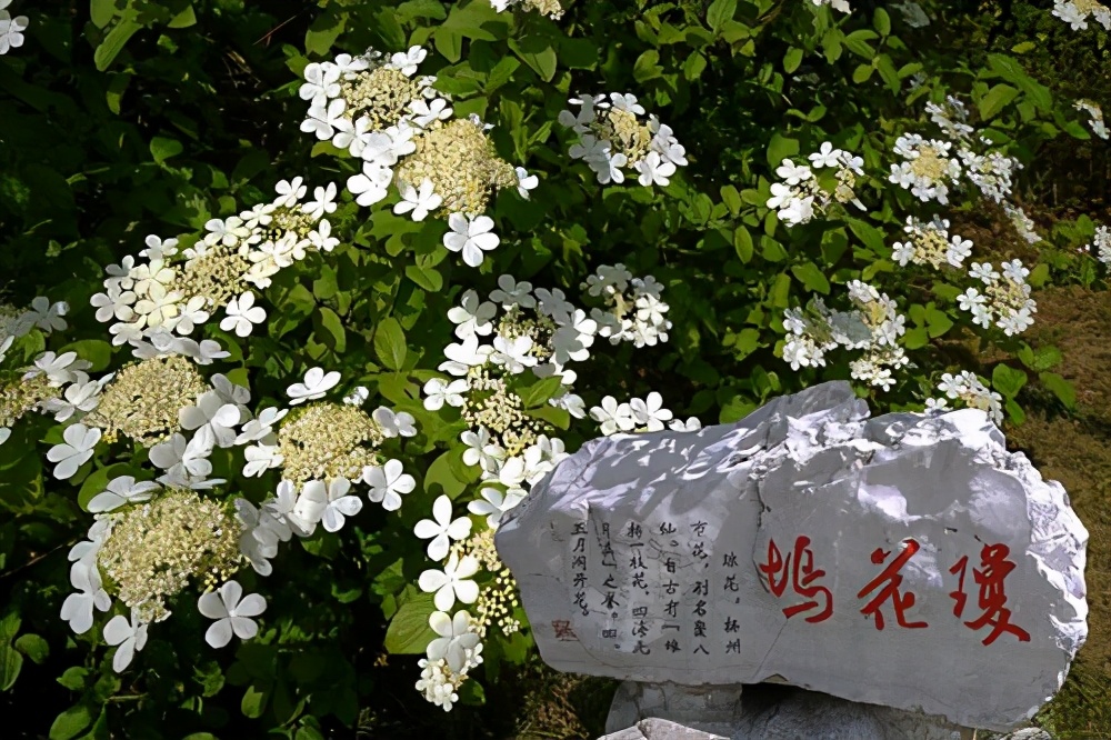 “煙花三月下揚州”中的“煙花”，原來和“玉樹后庭花”是一種花