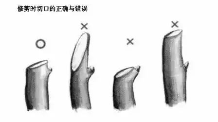 园林景观-乔木、灌木、藤本植物养护技术规范