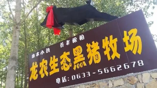 五蓮九戒壯黑豬散養(yǎng)基地