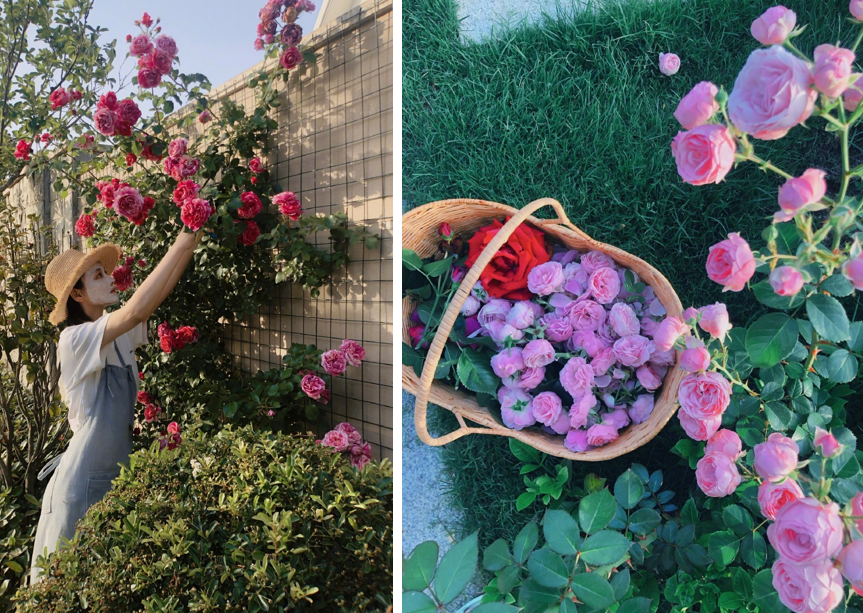 张馨予坦言收视率再高也不要再和热巴合作？给