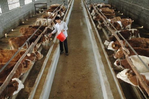 最新牛价：东北400斤良种牛犊30块一斤，南方土杂