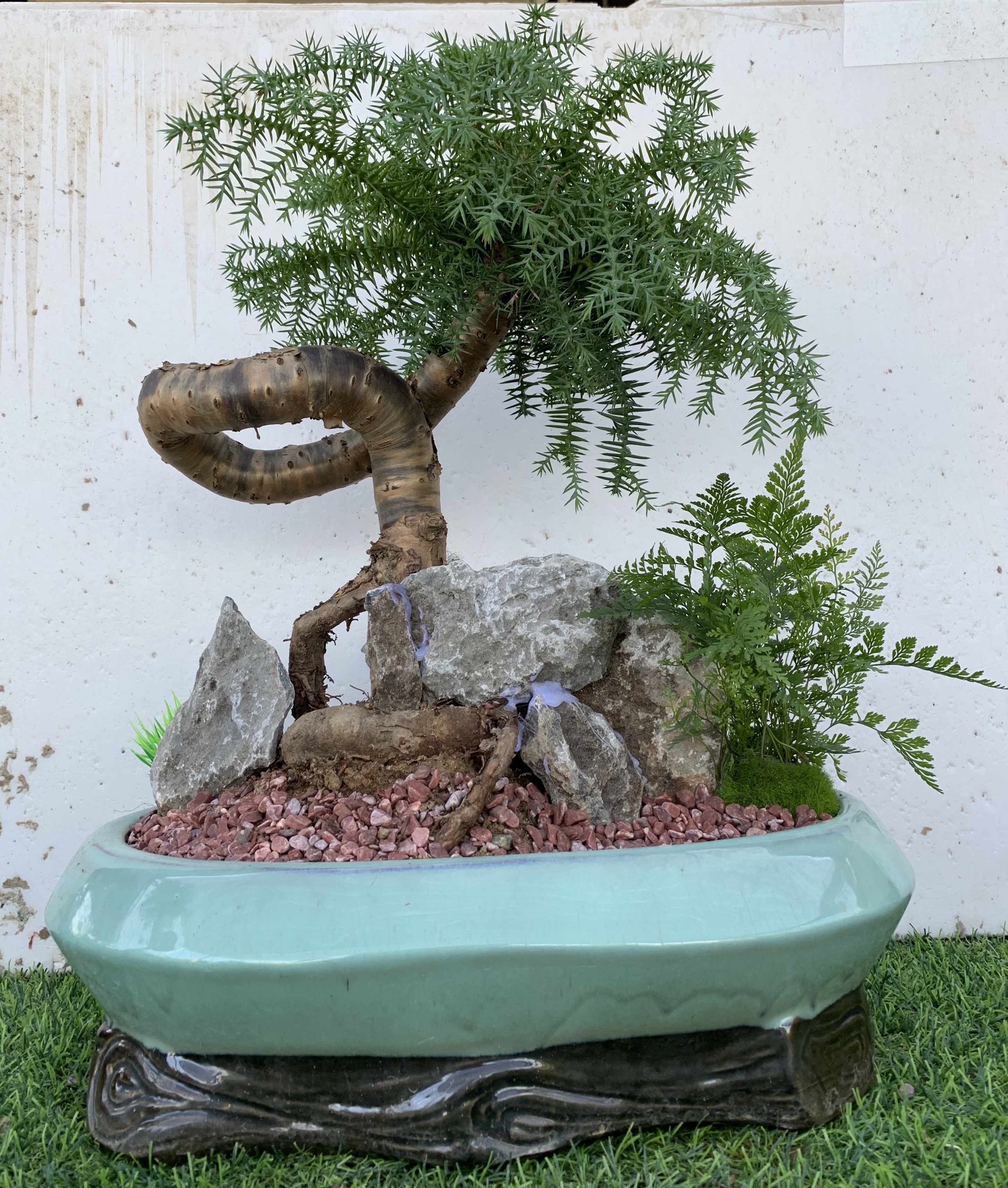 澳洲杉(不老松盆景)处处见精致