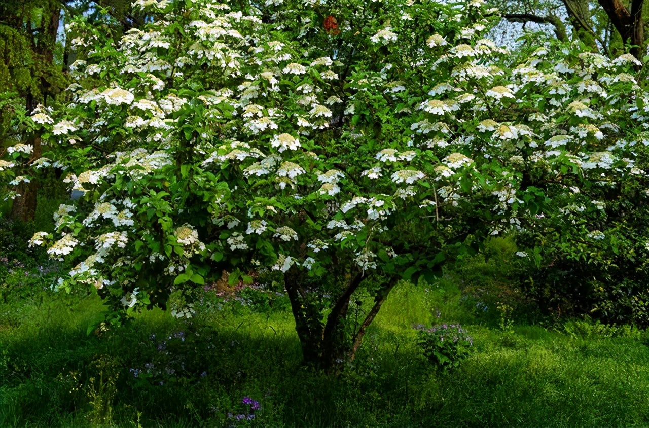 “煙花三月下揚州”中的“煙花”，原來和“玉樹后庭花”是一種花