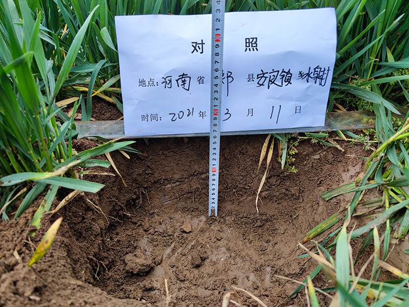 土壤調理劑松土促根劑作用于土壤，重點表現于耕層環境及作物根系
