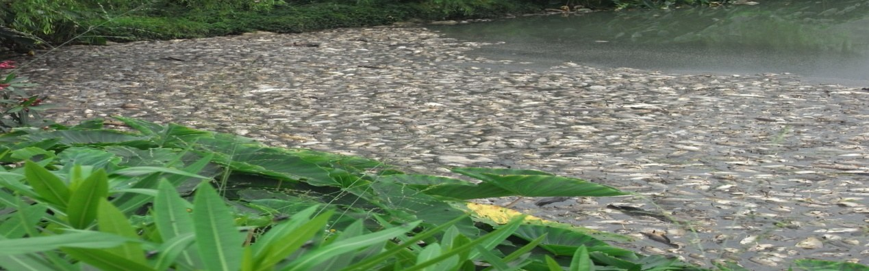 淺析淡水池塘養(yǎng)殖魚類死亡原因