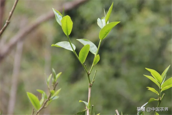茶，一片东方树叶的起源与发展