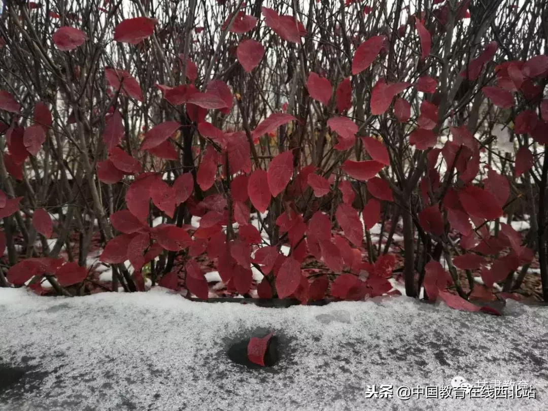 甘肃初雪|甘肃18所高校初学雪景大PK,快来看看有你的母校没?