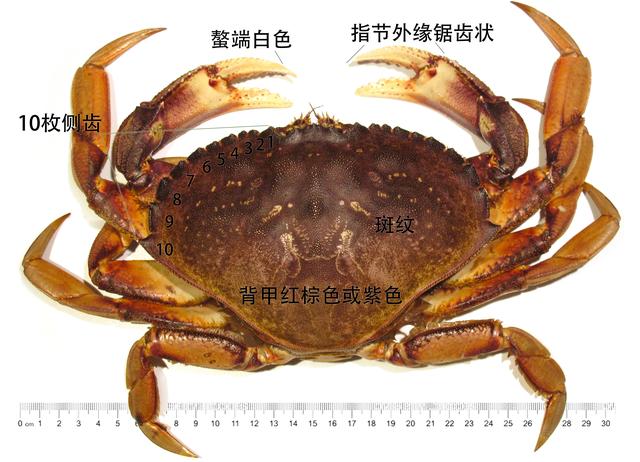 蟹考记 二 图鉴全球各种常见食用蟹a 水陆两栖养殖 西南渔业网 丰祥渔业网 永川水花网 水产养殖专业网站欢迎您的光临