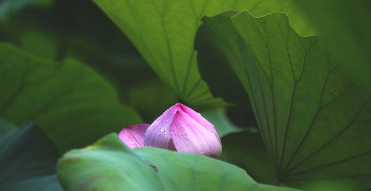 听荷莲花池，觉着有一种别样的诗意 文/李武兵 摄影/王名才