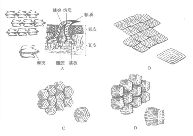 鱼鳞排列规律图片图片