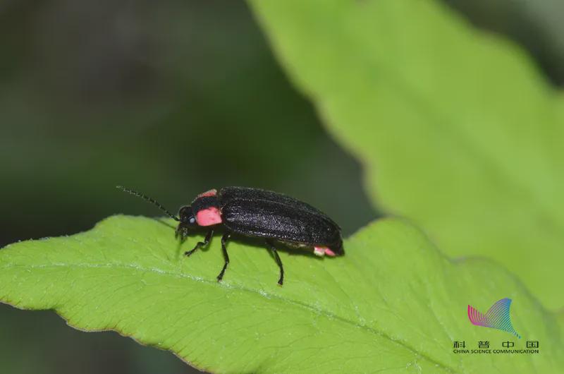 螢火蟲進入最佳觀賞期！萬萬沒想到，它發光竟然是為了求偶…