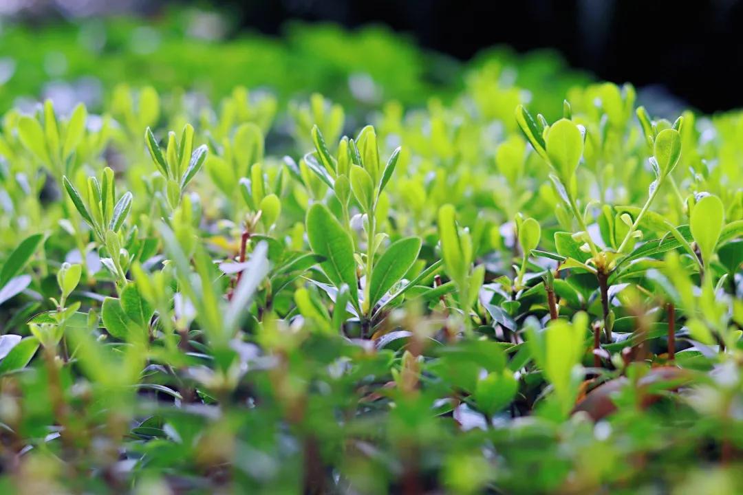 带上五官到校园里寻找春天——成都市华中附小大自然的语文课