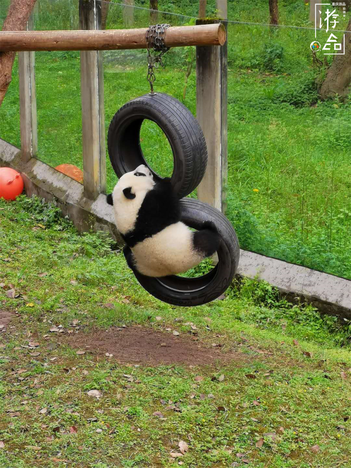 重庆就有大熊猫为何还要去成都看？数量更多规模更大，可爱爆表