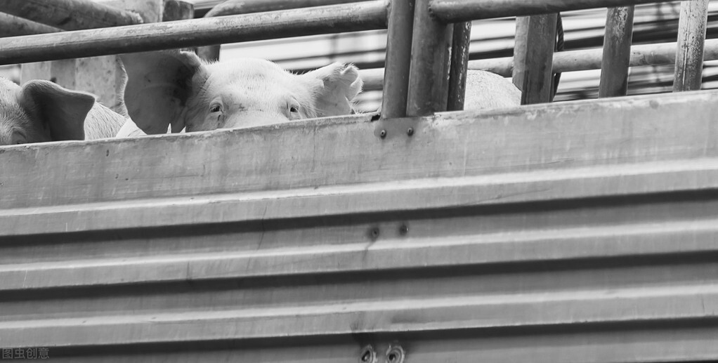 Focusing Sichuan: Live pig crosses a province to stand air once more dispatch