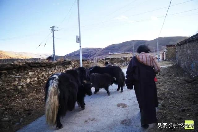 Groups of Tibetian is small man is true, the biggest lucky either " explode red " , have an ordinary father and mother however