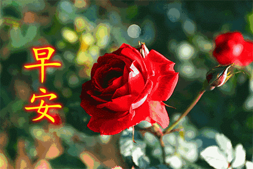 问候|情人节早安问候表情微信图片大全 清晨问候图片带字带祝福语