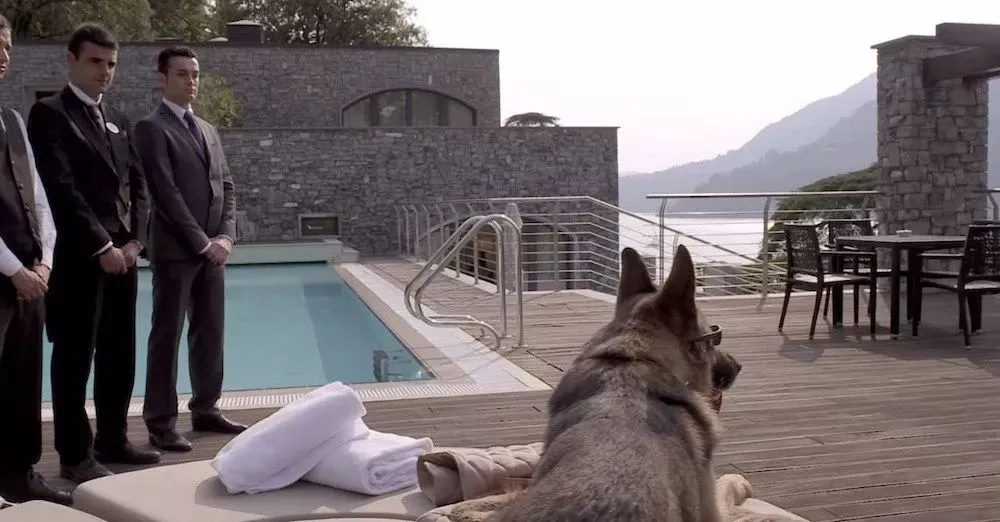 关于狗子的21个神奇冷知识，知道一半的都很了不起