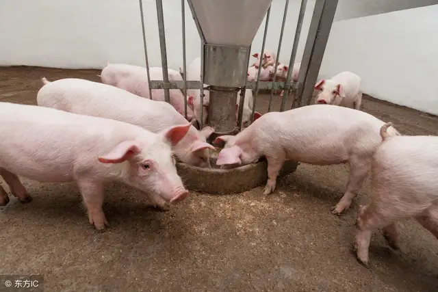 猪肉进口恐受阻，国内猪价如何发展？附3月21日