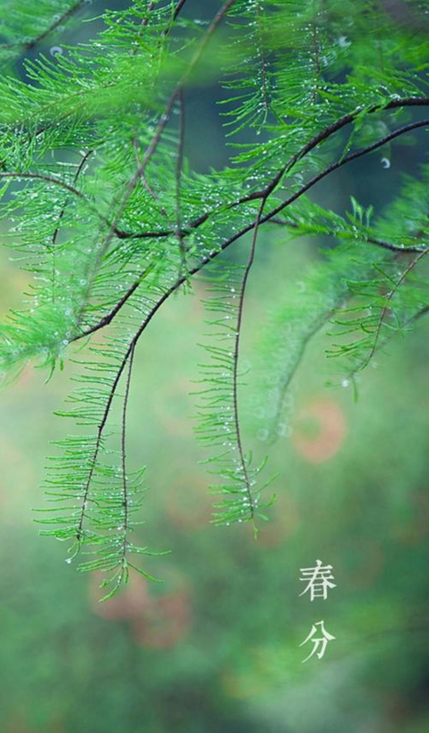 春色正中分 莺歌燕归时，沉醉在春天的美好里-第16张图片-非凡网