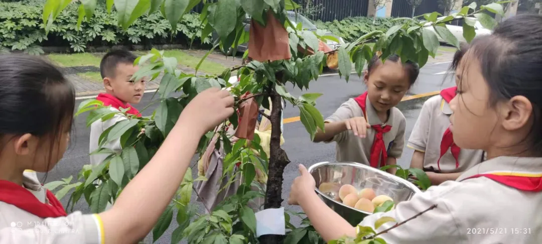 快乐劳动 幸福采摘——双流区实验小学外国语学校劳动课程