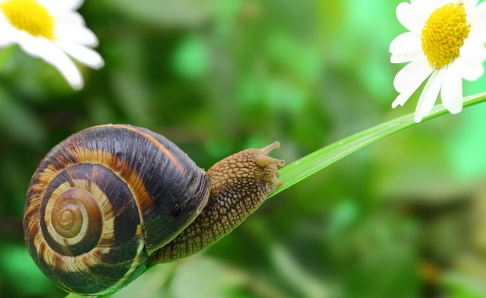 "铁甲海蜗牛":吸收海矿变身"铁甲&qu