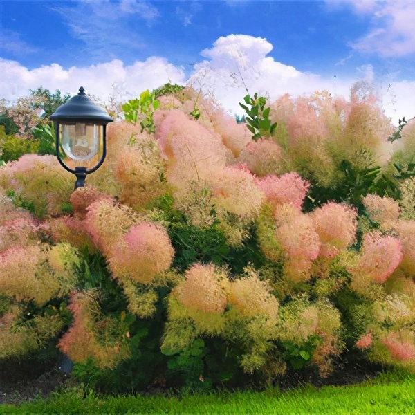 In autumn, Hongye is not a maple leaf?  Sumac, a fairy-like autumn leaf tree species