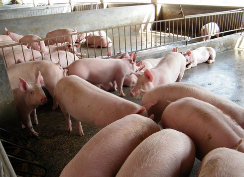 浅谈母猪产仔少的几个原因剖析，饲养，年龄，管理？