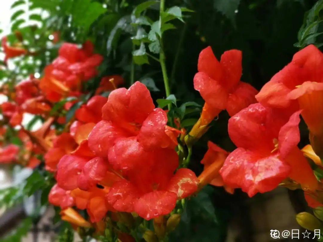 10種“臟臟”花，愛干凈的人別養，會招蟲子