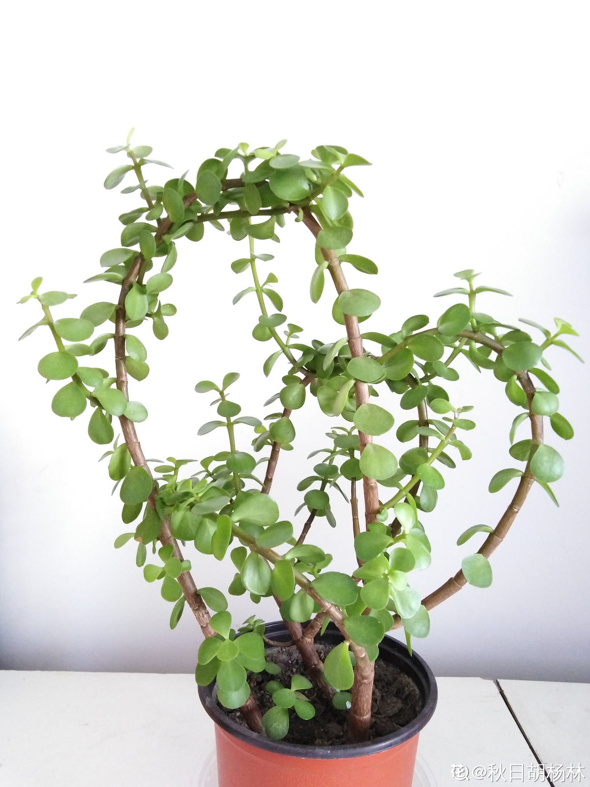 養(yǎng)4種植物堪稱“投資”，養(yǎng)得越久，價值翻好幾倍