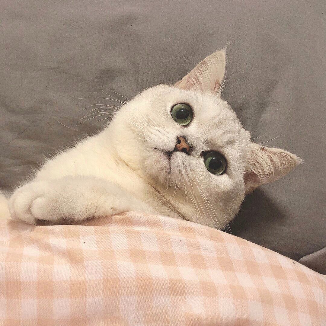 如果爱请深爱，周扬青呼吁不养折耳猫_昧昧小呆瓜- MdEditor