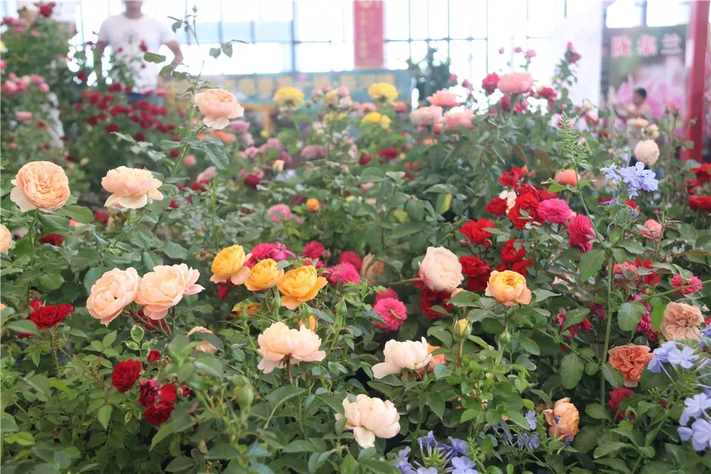 2020沭阳花木节“家庭园艺展”展位招商炽热停止中