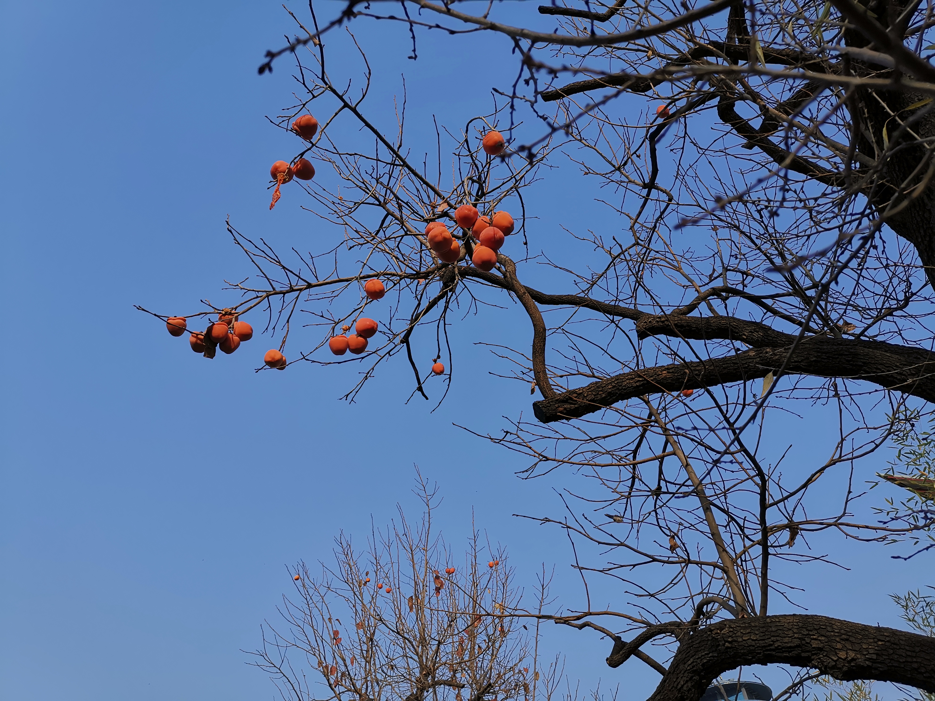 初冬的涉縣赤水灣有一種美，叫柿子紅了