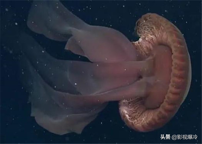 专家在2100米海底发现冥河水母，长度达到10.9米，如幽灵一般