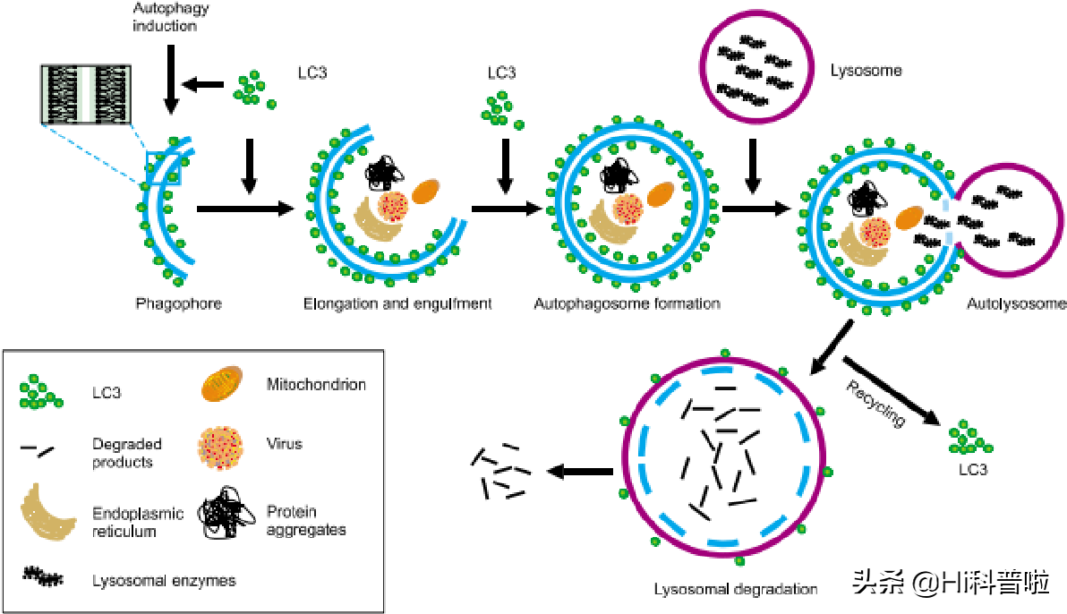 如果改變人類基因，可延長30％的壽命，你會願意改變嗎？